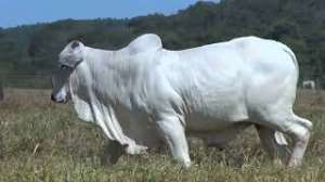 Lote 45 - 1 MACHO 31/32 NELORE x 1/32 BBB