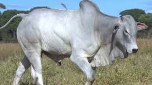 Lote 46 - 1 MACHO 31/32 NELORE x 1/32 BBB