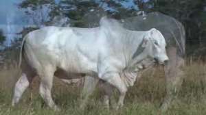 Lote 47 - 1 MACHO 31/32 NELORE x 1/32 BBB