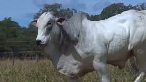 Lote 48 - 1 MACHO 31/32 NELORE x 1/32 BBB