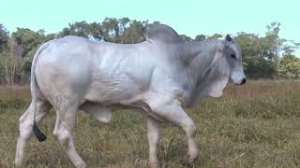 Lote 49 - 1 MACHO 61/64 NELORE x 3/64 BBB