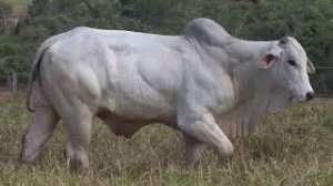 Lote 50 - 1 MACHO 15/16 NELORE x 1/16 BBB