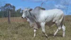 Lote 17 - 1 MACHO 61/64 NELORE x 3/64 BBB