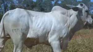 Lote 22 - 1 MACHO 31/32 NELORE x 1/32 BBB