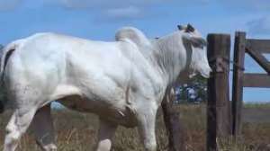 Lote 31 - 1 MACHO 31/32 NELORE x 1/32 BBB