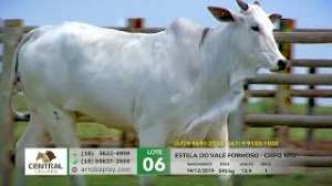 Lote 06