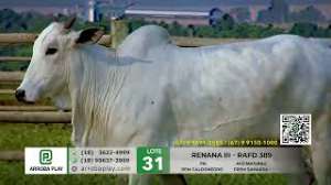 Lote 31