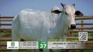 Lote 37