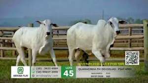Lote 45   