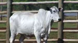 Lote 49