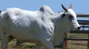 Lote 60