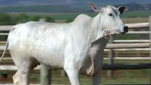 Lote 69