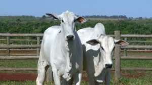 Lote 70