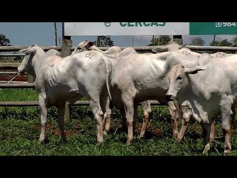 De Olho na Fazenda Pecuária BR - Fábrica de genética' começa hoje