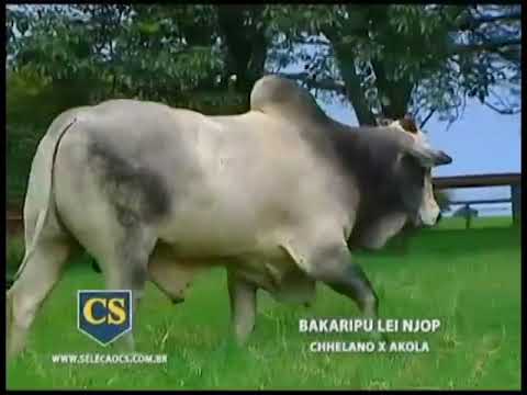 236 - BAKARIPU LEI NJOP