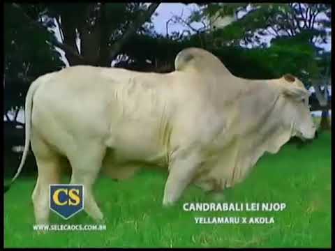 237 - CANDRABALI LEI NJOP