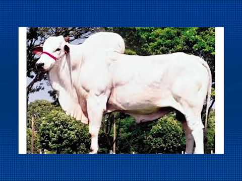 245 - NAMBUACU DA TRINDADE