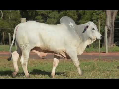 251 - GOLDWYN DE CV