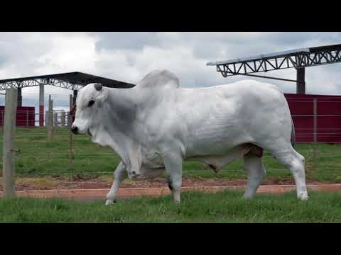 603 - ATACADO NEBJ 123