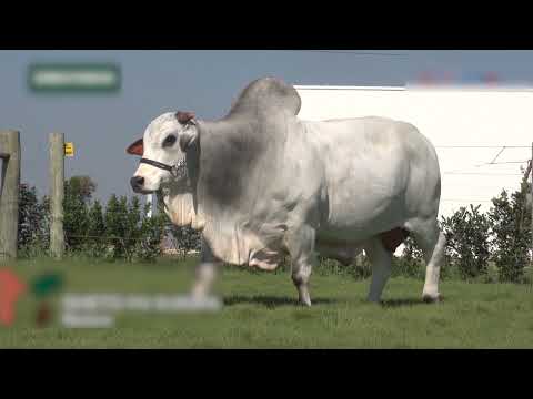 631 - GHETO FIV DA EUROPA