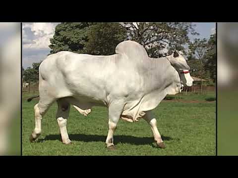 632 - GUTHAN