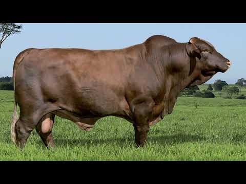 633 - GLADIADOR SA TE