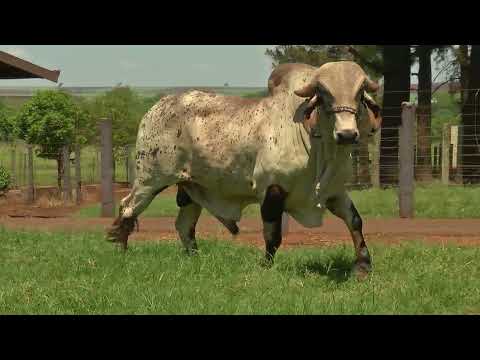 639 - IRADO