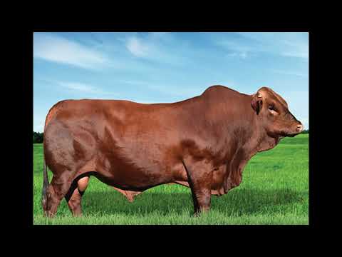 641 - JAT 07-0023 MASSAI