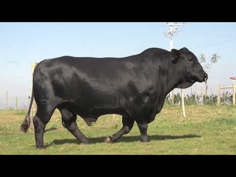 642 - JMT 10.993 AL CAPONE