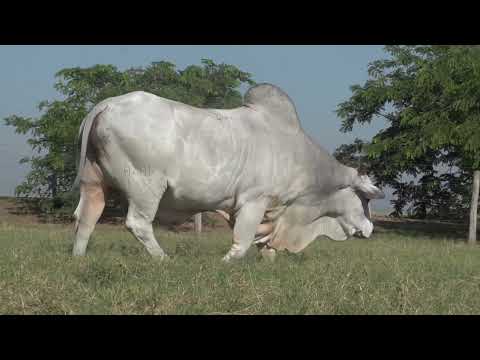 643 - JORNALEIRO FIV DA BELA