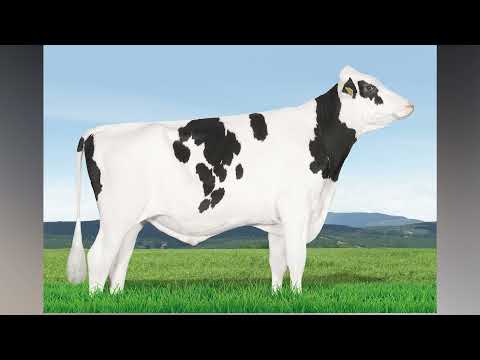 648 - MANDERS DAZZEL