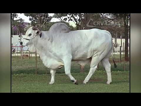 649 - MARAJÁ 3M