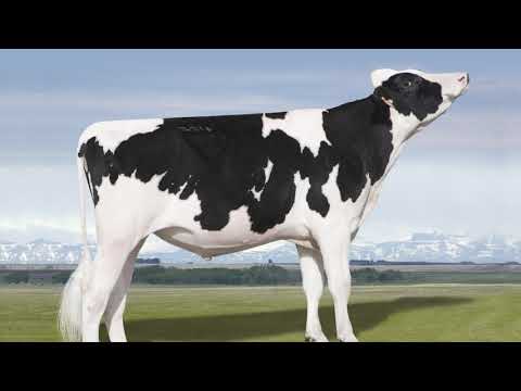 655 - MR. MARIBEL JACEY MARLOW-E