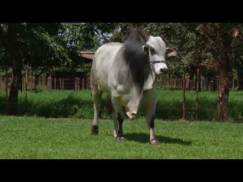 659 - NEVAL DA EAO