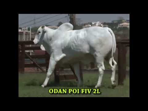 663 - ODAN POI FIV DA 2L