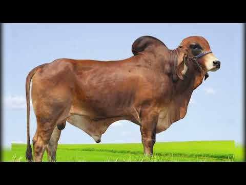 714 - XINGÓ JMMA