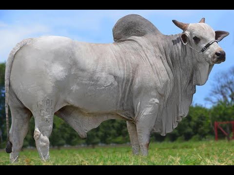 762 - SEGREDO DO GOLIAS
