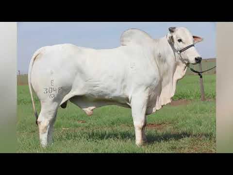 667 - PAINT CONQUISTA