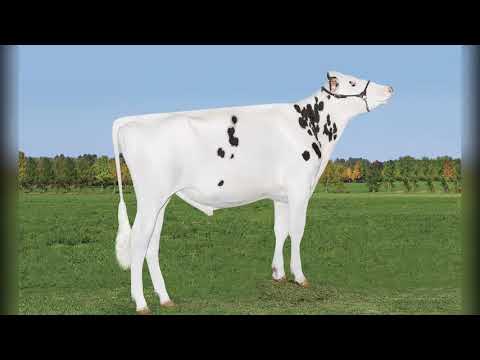 701 - REGANCREST MCCTCH 10497