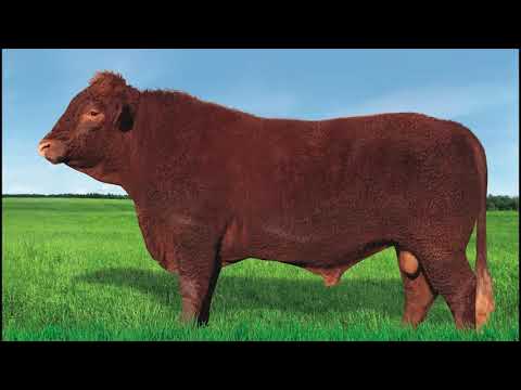 704 - ROTOKAWA DE STA INÊS 94 (MARAGATO)