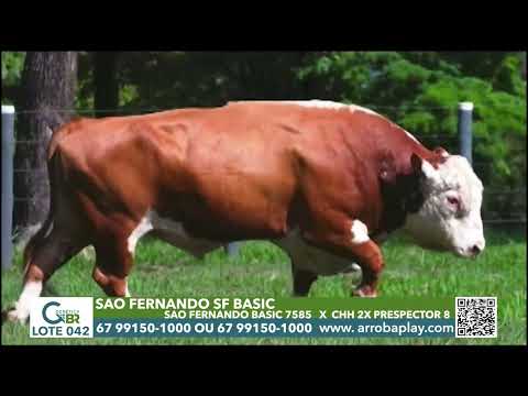 042 - SAO FERNANDO SF BASIC 8415