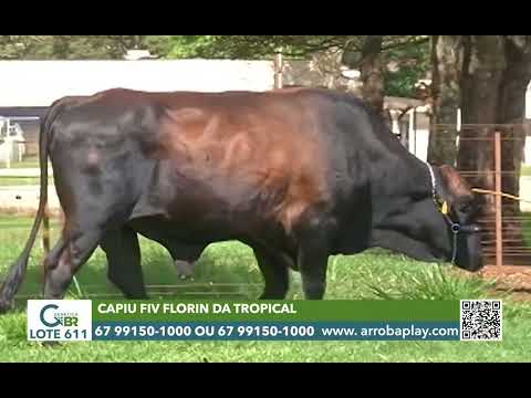 611 - CAPIU FIV FLORIN DA TROPICAL
