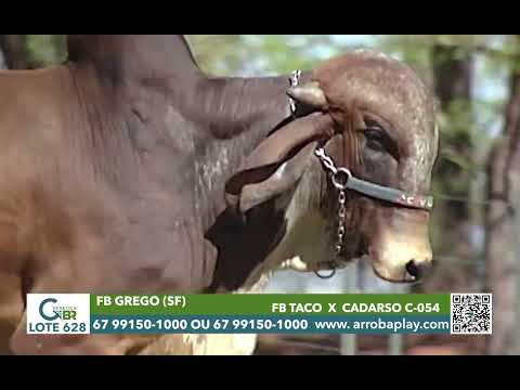 628 - FB GREGO (SF)