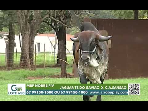 650 - MBF NOBRE FIV