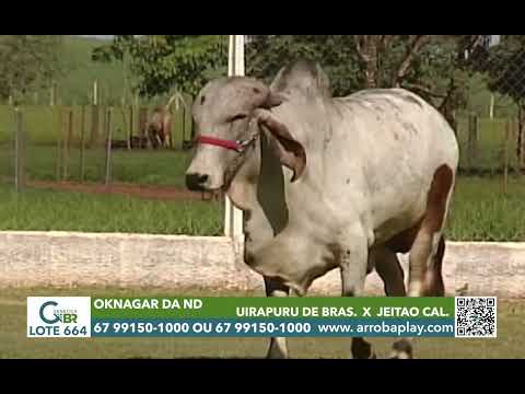664 - OKNAGAR DA ND