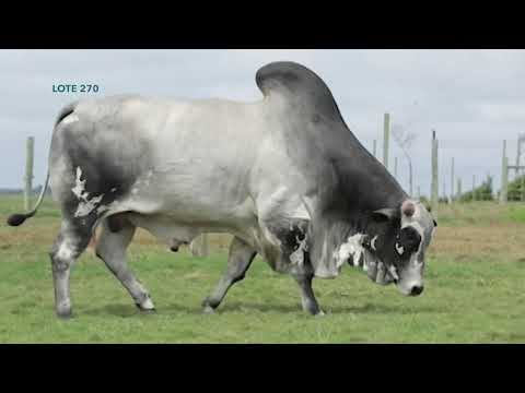 270 - VERANEIO TAT