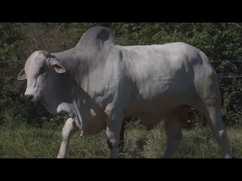 786 - TAIPPE FIV TERRA GRANDE