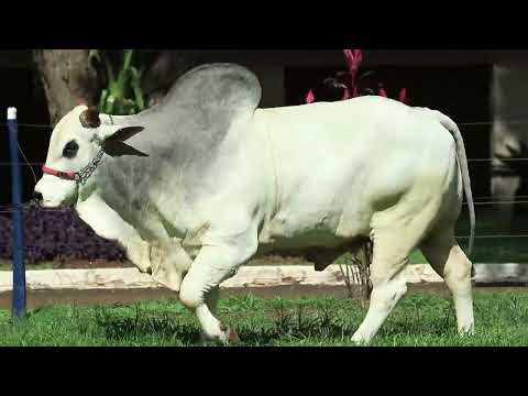 788 - TYSON TUL