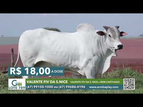 789 - VALENTE FIV DA S.NICE