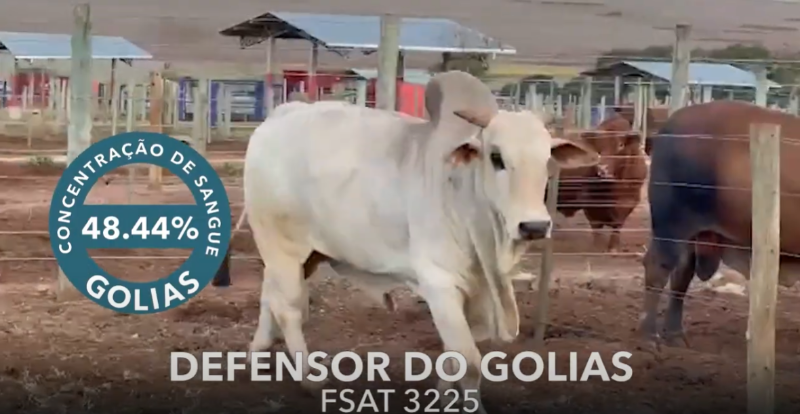 766 - DEFENSOR DO GOLIAS